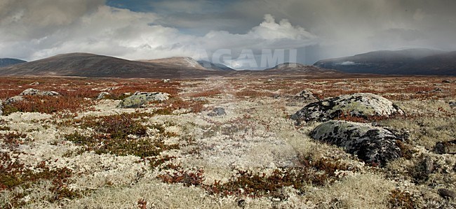 Dovrefjell hoogvlakte; Dovrefjell stock-image by Agami/Han Bouwmeester,