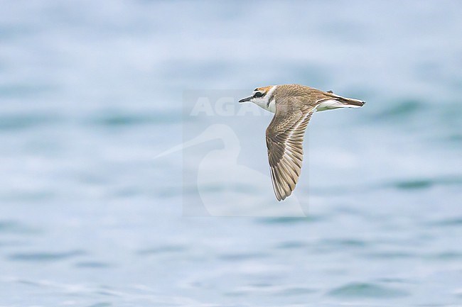 Male Kentish Plover (Charadrius alexandrinus) in flight in France. stock-image by Agami/Sylvain Reyt,