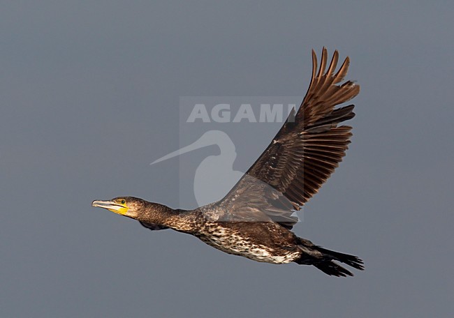 Aalscholver; Cormorant (Phalacrocorax carbo) Hungary May 2008 stock-image by Agami/Markus Varesvuo / Wild Wonders,
