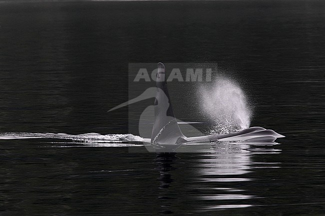 Male Killer Whale (Orcinus orca) swimming off the coast of eastern Canada. stock-image by Agami/Hugh Harrop,