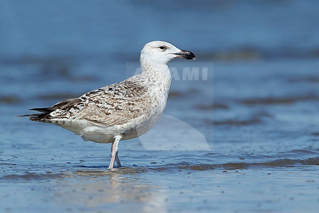 Second-year Great Black-backed Gull (Larus marinus) standing on a beach on Cape May Co., New Jersey, USA. stock-image by Agami/Brian E Small,