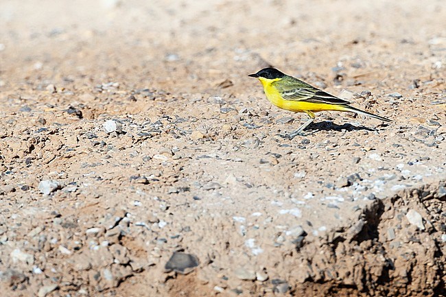 Black-headed Wagtail (Motacilla feldegg) during spring migration in Israel. stock-image by Agami/Marc Guyt,
