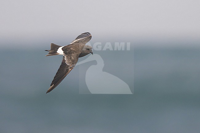Wilson's storm petrel (Oceanites oceanicus), flying, with the sea and the sky as background. stock-image by Agami/Sylvain Reyt,