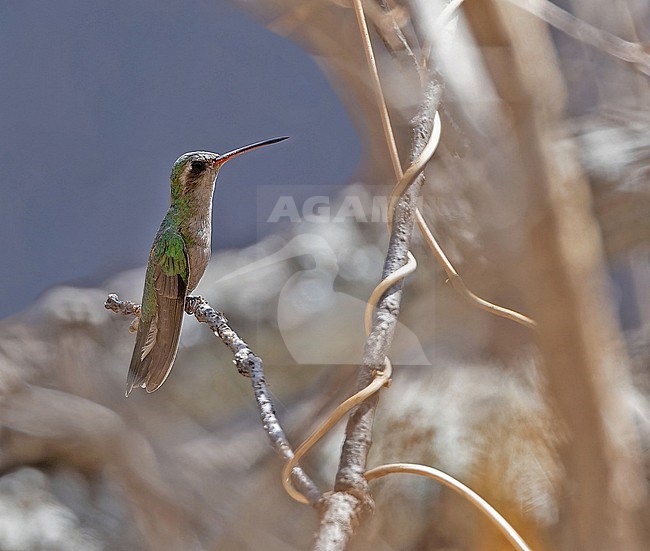 Female Broad-billed Hummingbird, Cynanthus latirostris,  in Western Mexico. stock-image by Agami/Pete Morris,