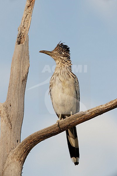 Adult Greater Roadrunner, Geococcyx californianus) perched in a tree.
Brewster Co., Texas, USA. stock-image by Agami/Brian E Small,