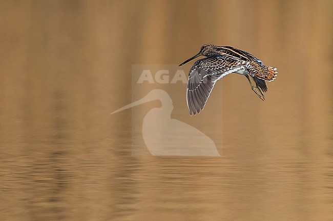 Watersnip in vlucht, Common Snipe in flight stock-image by Agami/Daniele Occhiato,