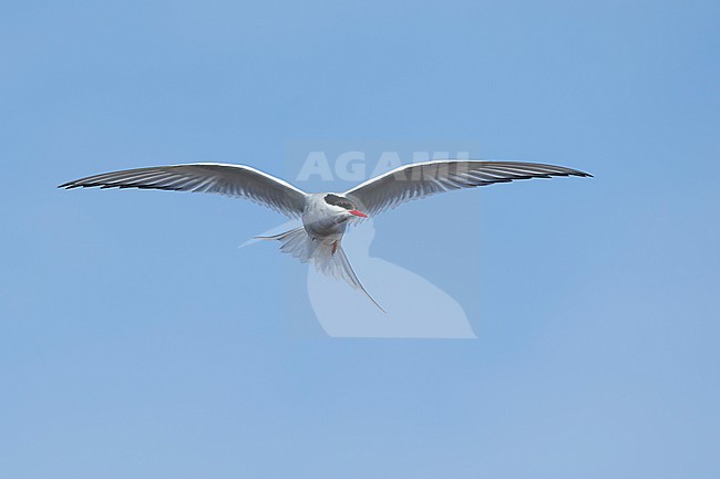 Adult breeding Arctic Tern (Sterna paradisaea) flying over the tundra of Churchill, Manitoba, Canada. With blue sky as a background. stock-image by Agami/Brian E Small,
