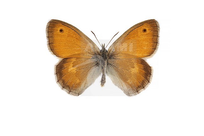 Hooibeestje, Small Heath, Coenonympha pamphilus stock-image by Agami/Wil Leurs,