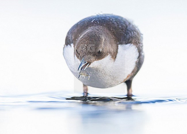 White-throated Dipper ssp cinlus (Cinclus cinclus cinclus, Black-bellied Dipper) stock-image by Agami/Lennart Verheuvel,