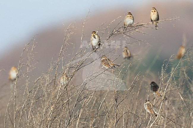 Reed Bunting - Rohrammer - Emberiza schoeniclus ssp. schoeniclus, Germany stock-image by Agami/Ralph Martin,