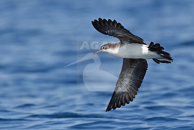 Persian Shearwater (Puffinus persicus) off Oman in November stock-image by Agami/Eduard Sangster,