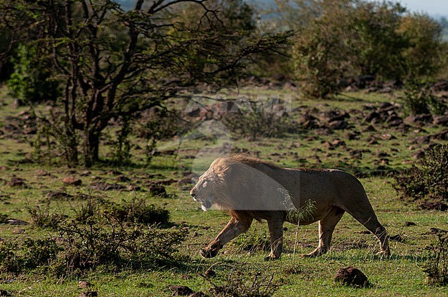 Portrait of a male lion, Panthera leo, walking. Masai Mara National Reserve, Kenya. stock-image by Agami/Sergio Pitamitz,