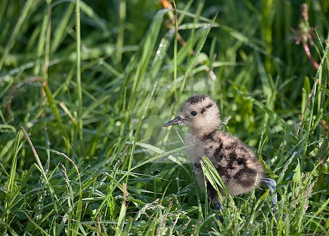 Young Eurasian Curlew (Numenius arquata), side view of a young chick standing in green grass in Finland. stock-image by Agami/Kari Eischer,