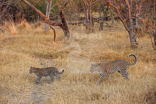 A female leopard, Panthera pardus, walking with her cub in the grass. Okavango Delta, Botswana. stock-image by Agami/Sergio Pitamitz,