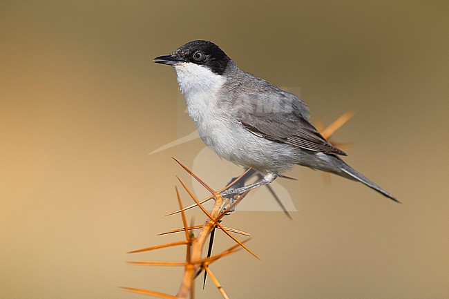 Adult male Eastern Orphean Warbler, Curruca crassirostris, in Georgia. stock-image by Agami/Daniele Occhiato,