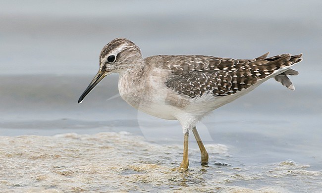 First-winter Wood Sandpiper (Tringa glareola) wintering in Thailand. stock-image by Agami/Brian Sullivan,