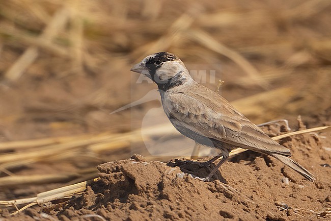 Black-crowned Sparrow (Lark Eremopterix nigriceps) male in central Oman stock-image by Agami/Eduard Sangster,