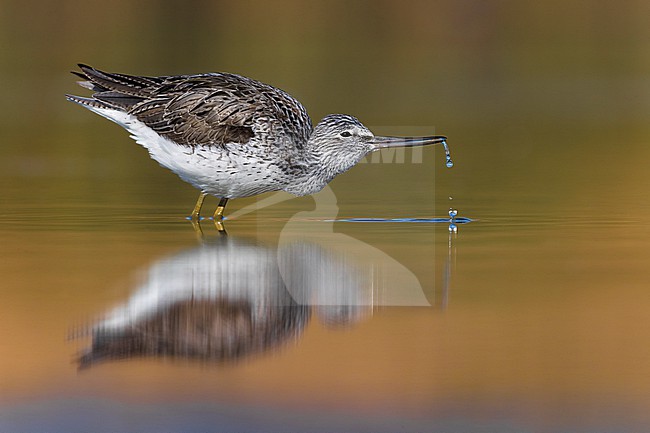 Foraging Common Greenshank (Tringa nebularia) standing in shallow freshwater pool during spring migration in Italy. stock-image by Agami/Daniele Occhiato,