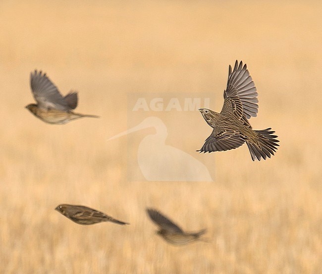 Side view of a flock of Corn Buntings (Emberiza calandra) in flight, with a agricultural field as background. Spain stock-image by Agami/Markku Rantala,