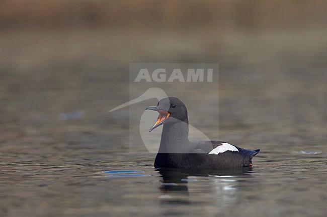 Zwarte Zeekoet volwassen zomerkleed zwemmend en roepend; Black Guillemot adult summerplumage swimming and calling stock-image by Agami/Jari Peltomäki,