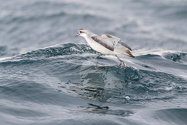 Fairy Prion (Pachyptila turtur) flying over the ocean off the coast of Kaikoura in New Zealand. Foraging in flight over slick made by chum during a chumming session. stock-image by Agami/Marc Guyt,