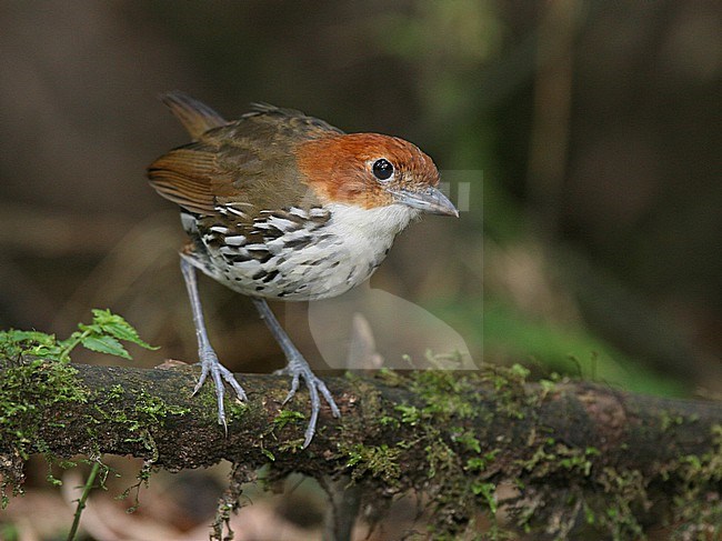 Chestnut-crowned Antpitta (Grallaria ruficapilla ruficapilla) at Rio Blanco Ecological Reserve, Manizales, Caldas, Colombia. stock-image by Agami/Tom Friedel,