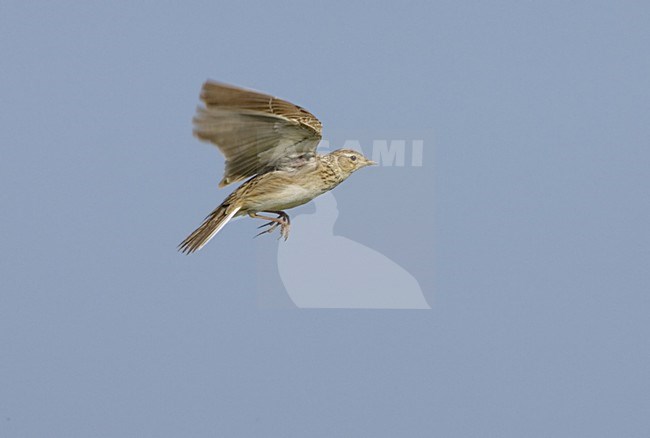 Eurasian Skylark flying; Veldleeuwerik vliegend stock-image by Agami/Daniele Occhiato,