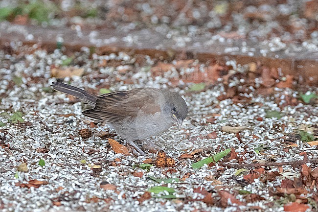Immature Swainson's Sparrow (Passer swainsonii) feeding on the ground near Hargeisa, Somaliland. stock-image by Agami/David Monticelli,