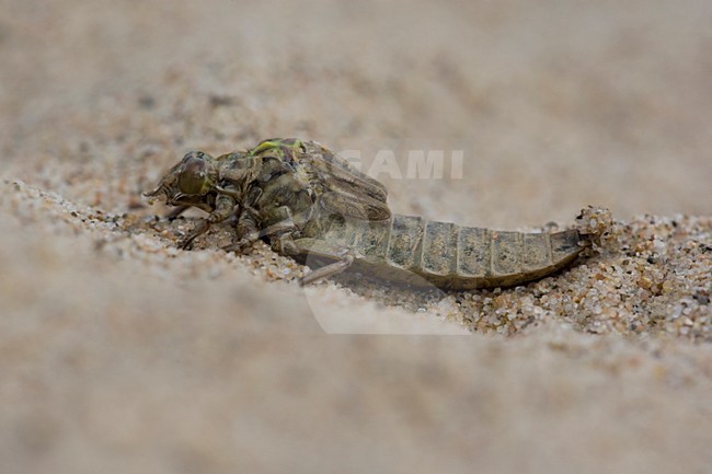 Uitsluipende Rivierrombout; Emerging Yellow-legged Clubtail stock-image by Agami/Arie Ouwerkerk,