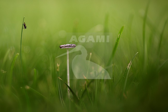 Hazenpootje, Harefoot mushroom stock-image by Agami/Rob Olivier,
