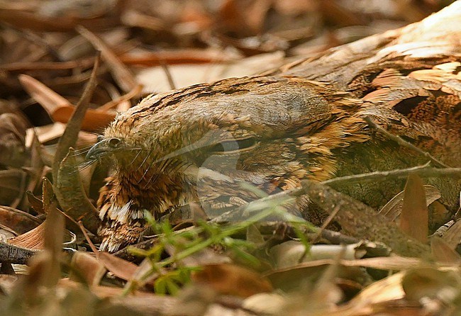 Red-necked Nightjar (Caprimulgus ruficollis) at Oued Massa, Morocco stock-image by Agami/Eduard Sangster,