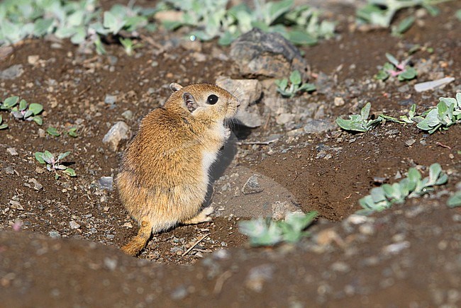 Mongoolse Renmuis, Mongolian Jird, Meriones unguiculatus stock-image by Agami/James Eaton,