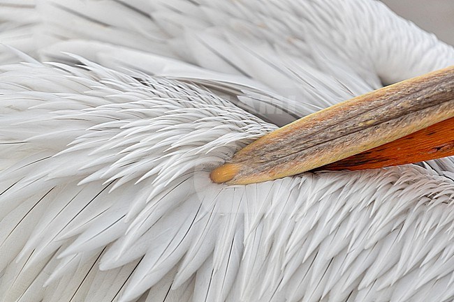 An adult Dalmatian pelican (Pelecanus crispus) is preeing its feathers  stock-image by Agami/Mathias Putze,