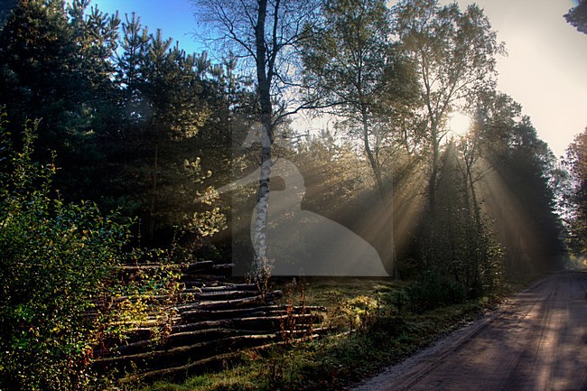 Bos, Forest; Duc de Brabant; Nederland / Netherlands stock-image by Agami/Bas Haasnoot,