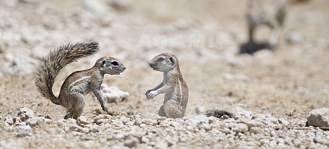 Kaapse grondeekhoorn twee jongen Namibie, Cape Ground Squirrel two juveniles Namibia stock-image by Agami/Wil Leurs,