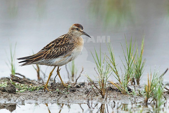 Asian vagrant first-winter Sharp-tailed Sandpiper (Calidris acuminata) standing in a marsh in Ventura County, California, USA, during September 2016. stock-image by Agami/Brian E Small,