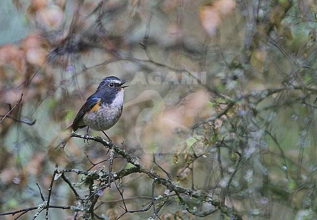Singing male Qilian Bluetail (Tarsiger albocoeruleus) on Tibetan plateau, Qinghai, China. stock-image by Agami/James Eaton,