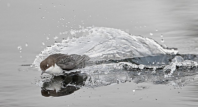 Black-bellied White-throated Dipper, Cinclus cinclus cinclus, wintering in stream in cold frozen taiga forest in northern Finland. stock-image by Agami/Markus Varesvuo,