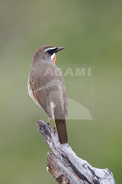 Siberian Rubythroat - Rubinkehlchen - Calliope calliope, Russia (Baikal), adult male stock-image by Agami/Ralph Martin,