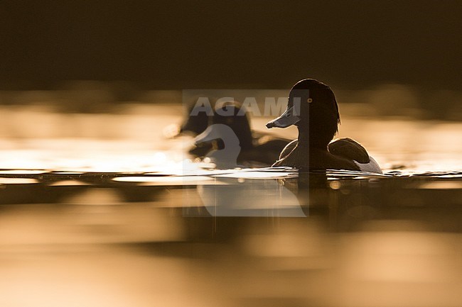 Adult male Tufted Duck (Aythya fuligula) in Germany (Niedersachsen). Swimming with backlight. stock-image by Agami/Ralph Martin,