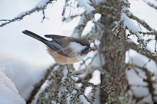 Bruinkopmees in winters landschap; Grey-headed Chickadee in winter setting stock-image by Agami/Markus Varesvuo,