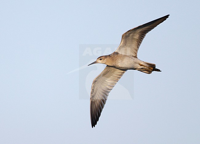 Kemphaan, Ruff, Philomachus pugnax stock-image by Agami/Mike Danzenbaker,