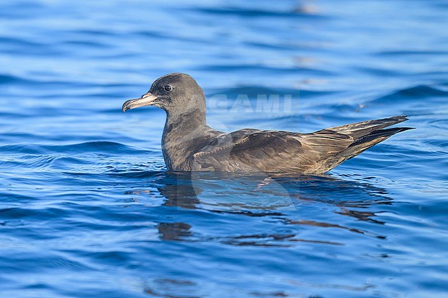 Flesh-footed shearwater, Ardenna carneipes, resting on the sea. stock-image by Agami/Sylvain Reyt,