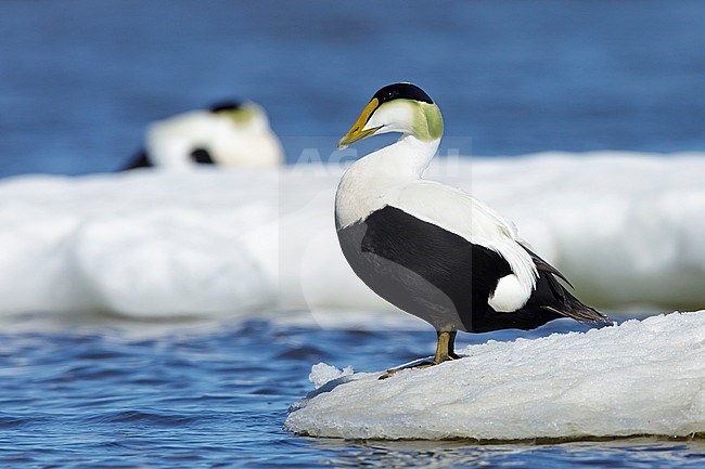 Adult male Hudson Bay American Eider (Somateria mollissima sedentaria) in the Hudson Bay near Churchill, Manitoba, Canada. Standing on an ice flow with another sleeping bird in the background. stock-image by Agami/Brian E Small,