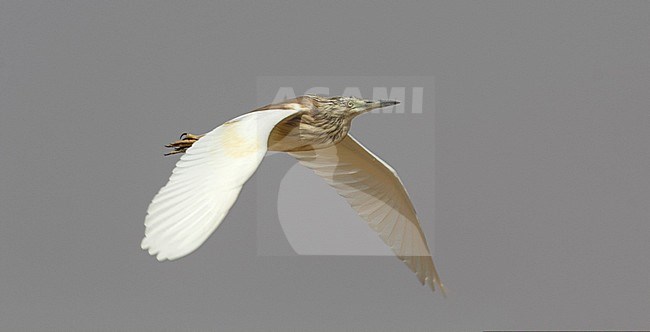 First Summer Squacco Heron, Ardeola ralloides during migration in Egypt stock-image by Agami/Edwin Winkel,