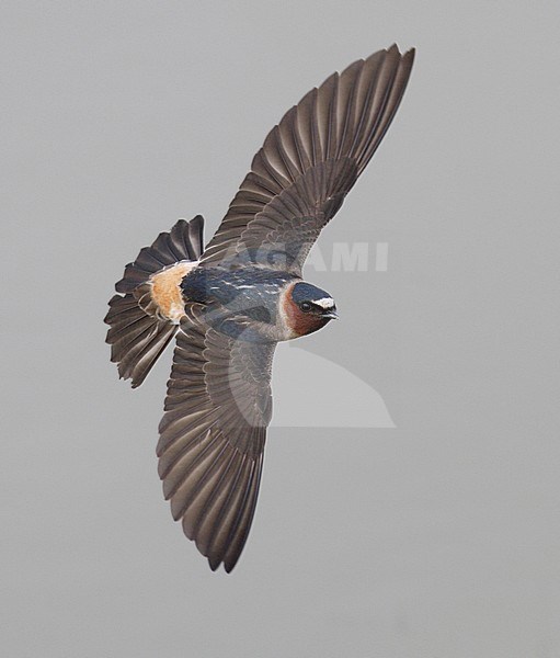 Amerikaanse Klifzwaluw in vlucht, Cliff Swallow in flight stock-image by Agami/Mike Danzenbaker,