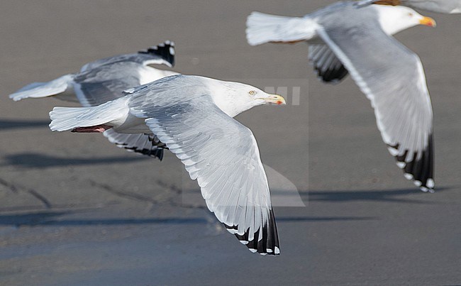 Adult American Herring Gull (Larus smithsonianus) in flight in Spain. Rare vagrant from North America to Europe. stock-image by Agami/Dani Lopez-Velasco,