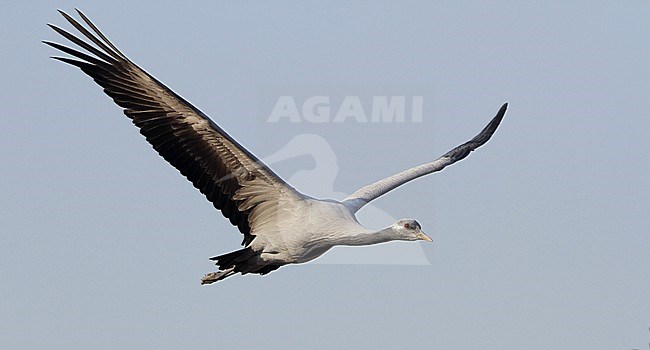 Subadult Demoiselle Crane (Grus virgo) in flight near  Khichan Bird Sanctuary, India. stock-image by Agami/James Eaton,