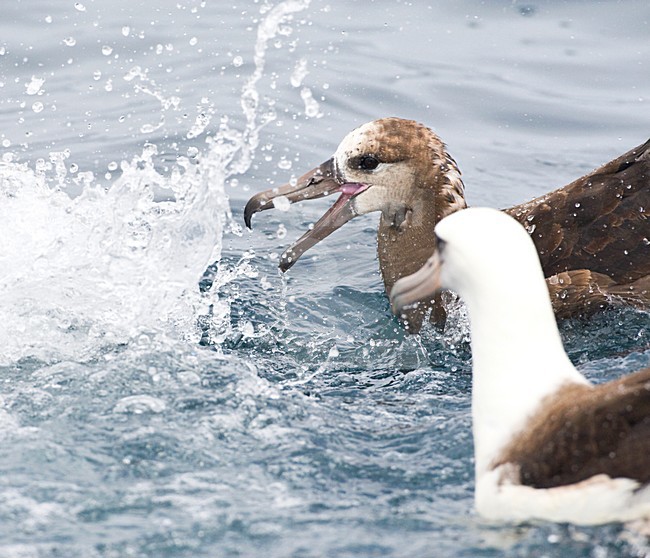 Zwartvoetalbatros; Black-footed Albatross stock-image by Agami/Marc Guyt,