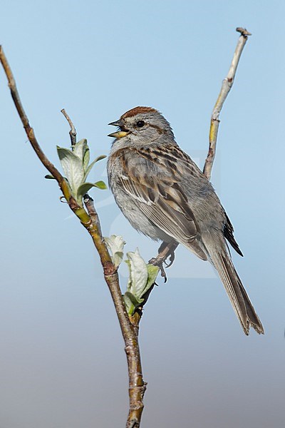 Adult breeding American Tree Sparrow (Passerella arborea)
Seward Peninsula, Alaska, USA
June 2018 stock-image by Agami/Brian E Small,